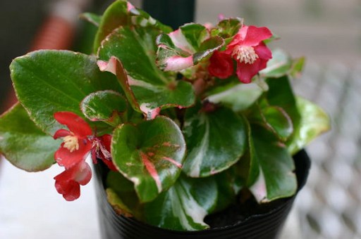 B. ‘Cherry Sundae’